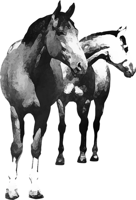 Centre équestre Top Dressage Team, Satolas-et-Bonce — deux chevaux